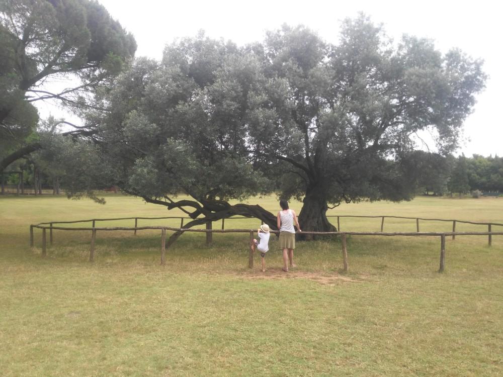 Olivovní na ostrově Brijuni