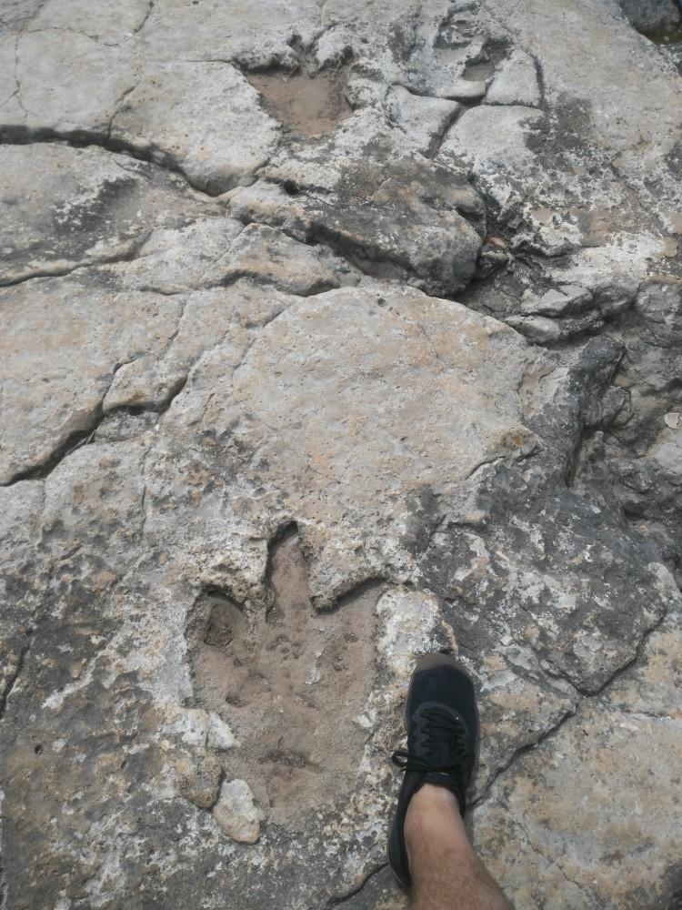 Stopy dinosaurů - Brijuni