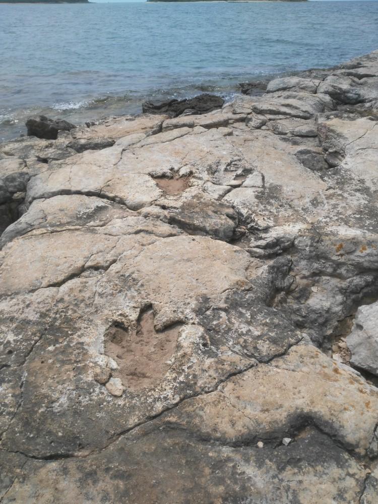 Stopy dinosaurů - Brijuni